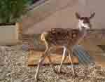 Bambi 1999